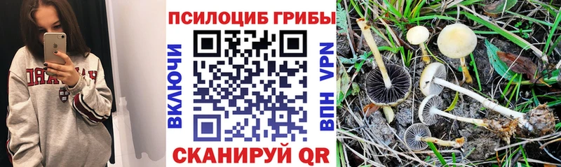 Псилоцибиновые грибы Psilocybe  что такое   Облучье 